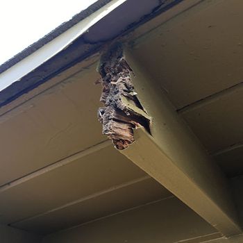 Can Termites Cause Allergies Or Health Issues