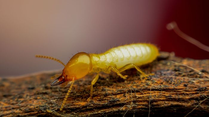 Common Mistakes in DIY Termite Treatments