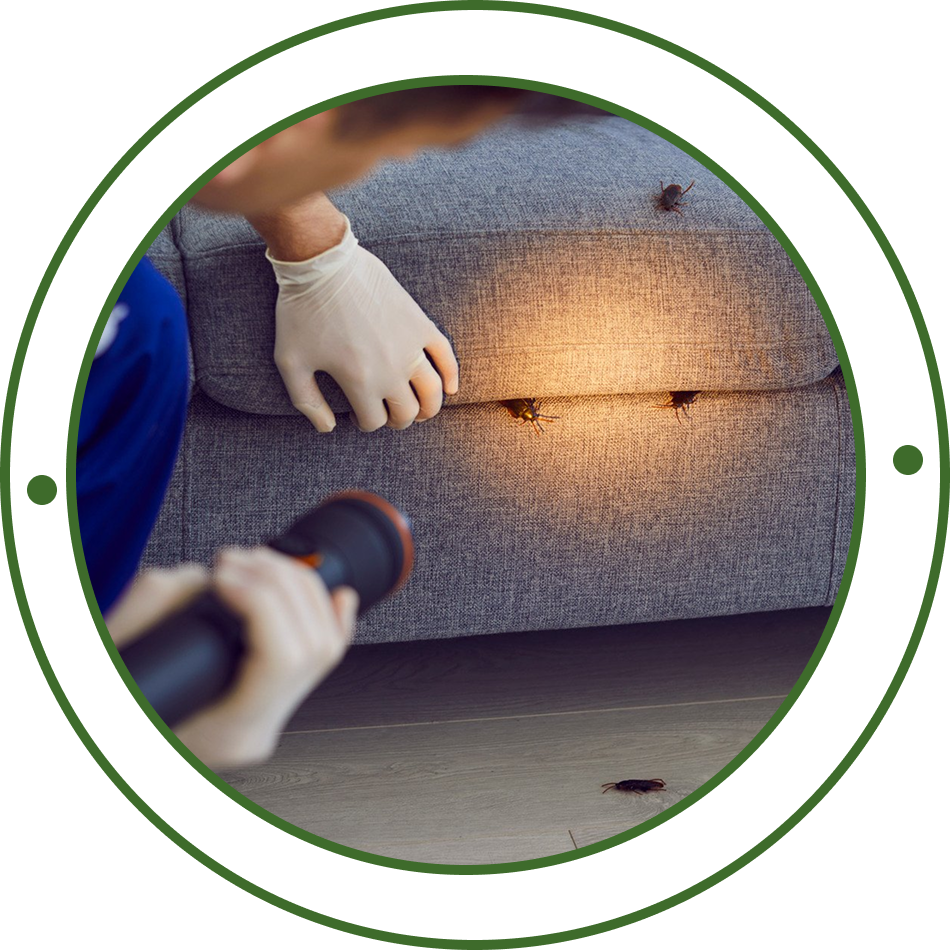 Pest Solutions Image