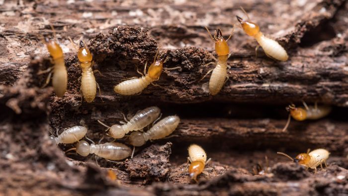 The Truth About Termites: Four Common Misconceptions