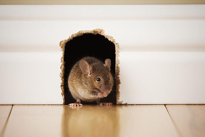 What A “Rodent Exclusion Project” Really Involves