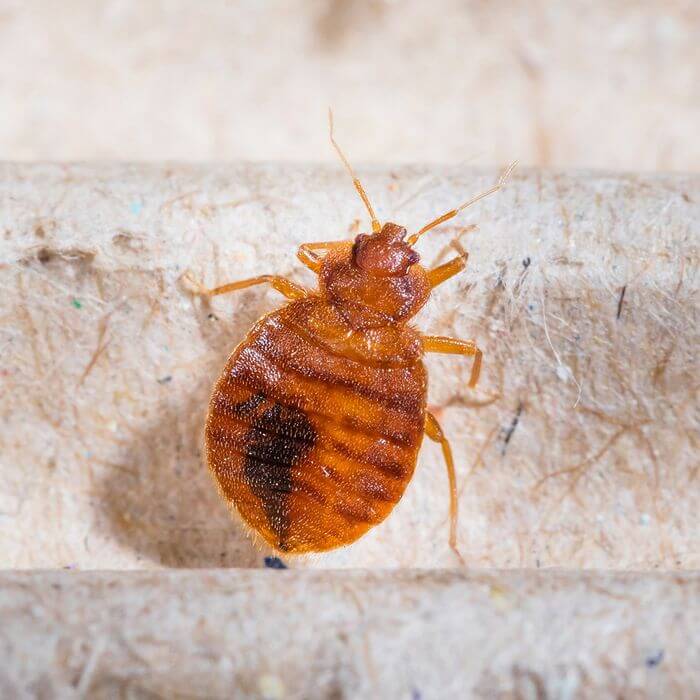 Four Signs That You Might Have Bed Bugs