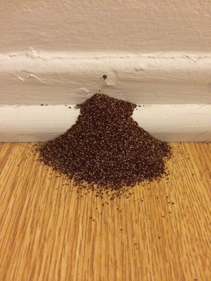 The Best Ways to Prevent Termite Infestations