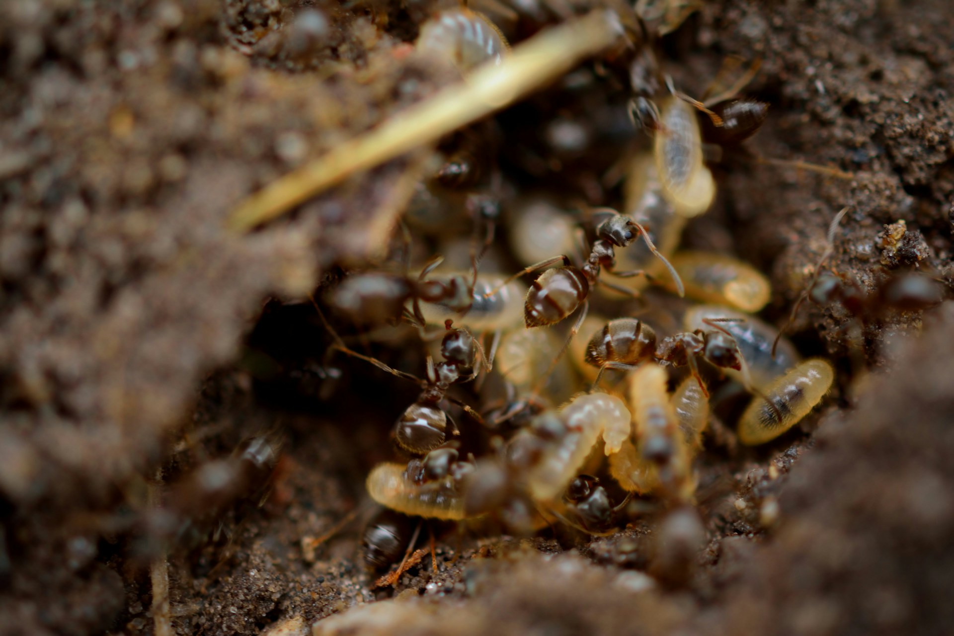 How Moisture & Climate Fuel Termite Infestations